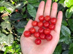 -樱桃山旅游景区