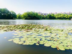 -新江湾城公园