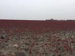 -红海滩国家风景廊道
