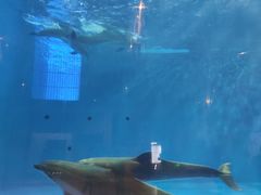 -华夏文旅海洋公园