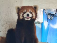 -栾川竹海野生动物园