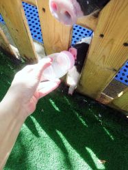 -萌宠亲子动物乐园(槐房万达店)