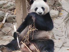-广州长隆野生动物世界