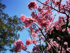 -桃花涧