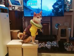 -逗柴咖啡屋·狗咖猫咖宠物桌游