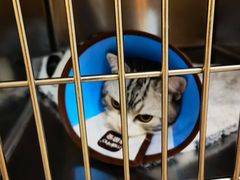 -御宝贝·A梦猫科宠物医院(国际猫友好医院)