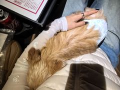 -枫花园汽车电影院(朝阳公园店)