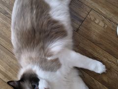 -四月宠物医院·猫专科·心脏专科·内科(转塘店)