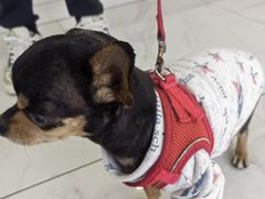 -艾吉宠物医院·疑难杂症转诊中心·猫友好(碧江路院)