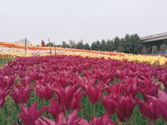 -秀丽东方