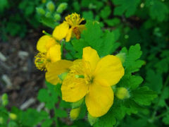 iphone_upload_pic-高尔山公园
