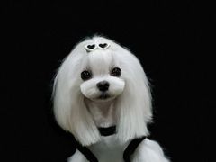 -鑫艺宠物美容培训学校