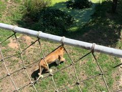 -西霞口神雕山野生动物世界