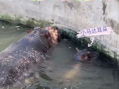 -保定市动物园