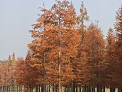 -白鹭湾湿地公园