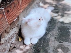 -喵屿·大理花园猫咖