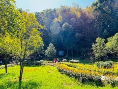 -上海佘山国家森林公园天马山园