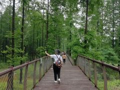 -黄海国家森林公园