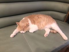 -MOYOYO猫咪咖啡店