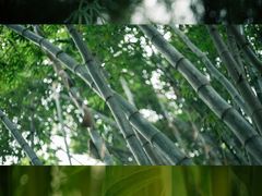 -望江楼公园