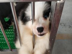 -中环花鸟鱼虫市场