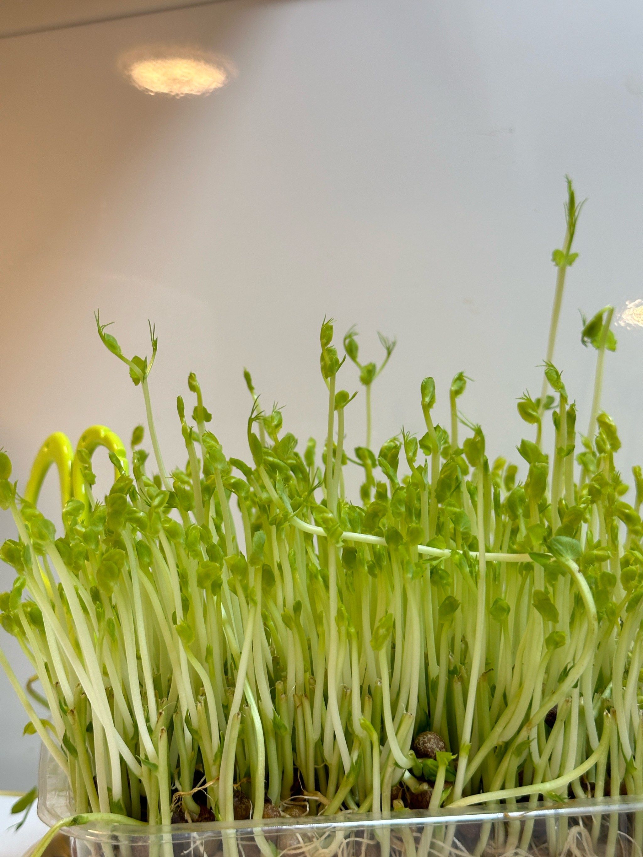 夏天和折扣一起来了哈哈哈 免费豆苗