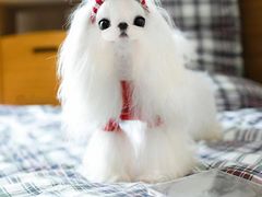 -萌宠之家·腊肠犬·马尔泰·小体犬舍