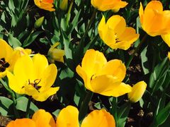 -长春公园(普阳街道)