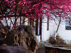 -八大山人梅湖景区