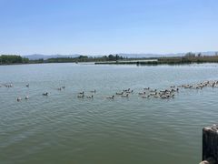 -野鸭湖国家湿地公园