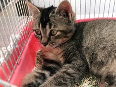 -荔康动物医院(康王北路店)