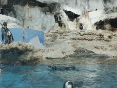 -帝企鹅自助餐厅•儿童岛•真企鹅(长隆企鹅酒店)