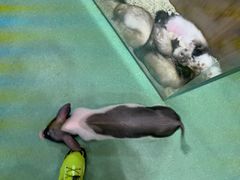 -藦茜花园宠物主题亲子互动体验馆(国顺东路店)