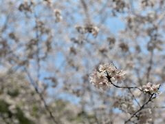-高东镇樱花园