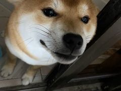 -赖记黄酒鸡(官吓店)
