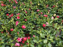 -龙大花卉苗木市场