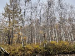 -洮儿河国家湿地公园