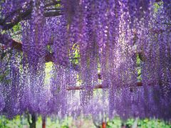 -嘉定紫藤园