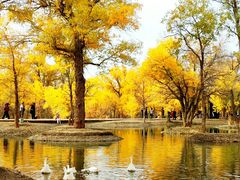 -金塔沙漠胡杨林景区