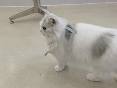 -共舞时光猫咖·狗咖(新街口店)
