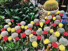 -三圣花乡旅游区