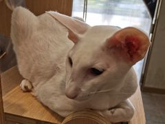 -飞行喵MR PILOT|猫舍·猫咖(静安大融城店)