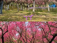 -白塘生态植物园