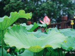 -荷塘月色湿地公园·向阳花洲