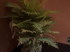 -泰·菩提树下[泰式按摩x精油SPAx肩颈头疗](新景店)
