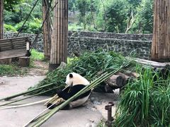 -都江堰中华大熊猫苑