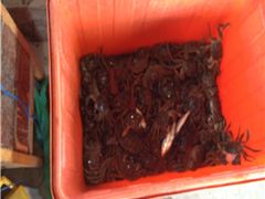 -阳澄湖大闸蟹·琼灵阁牌品牌连锁(吴中总店)