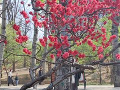 -元大都城垣遗址公园