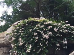 -九龙公园