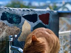 -喵屿·大理花园猫咖